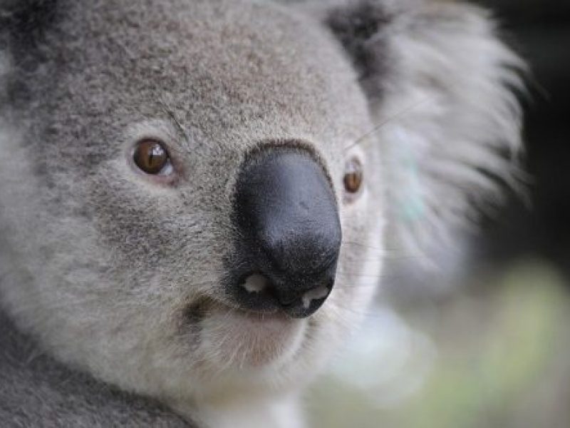 UK Crafters Australian Animal Rescue - Topspeed